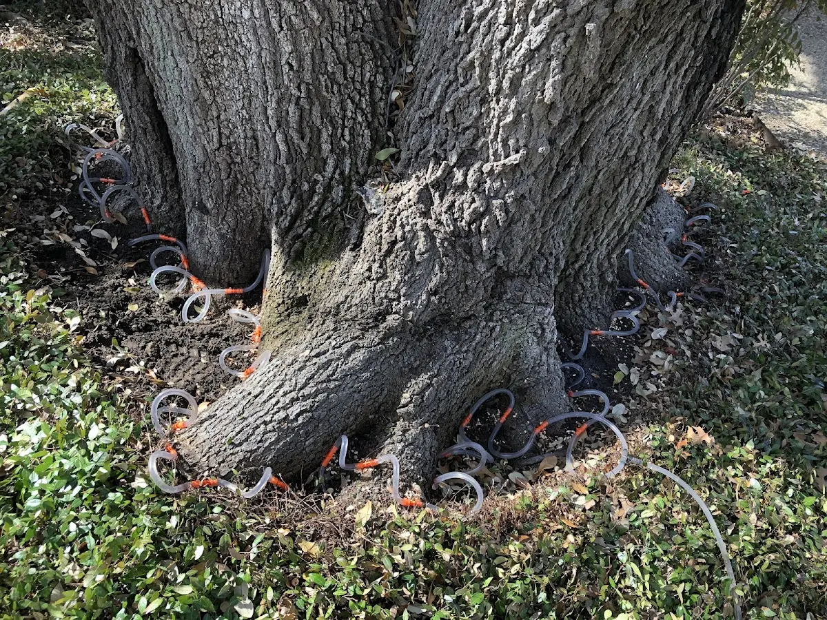 Detailed Tree Cabling and Bracing job site in Bastian