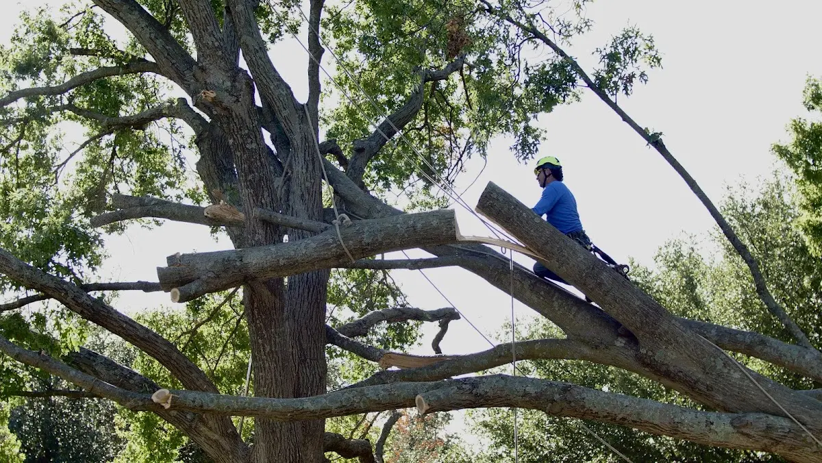 Professional Hazardous Tree Removal performed by certified arborists in Bastian