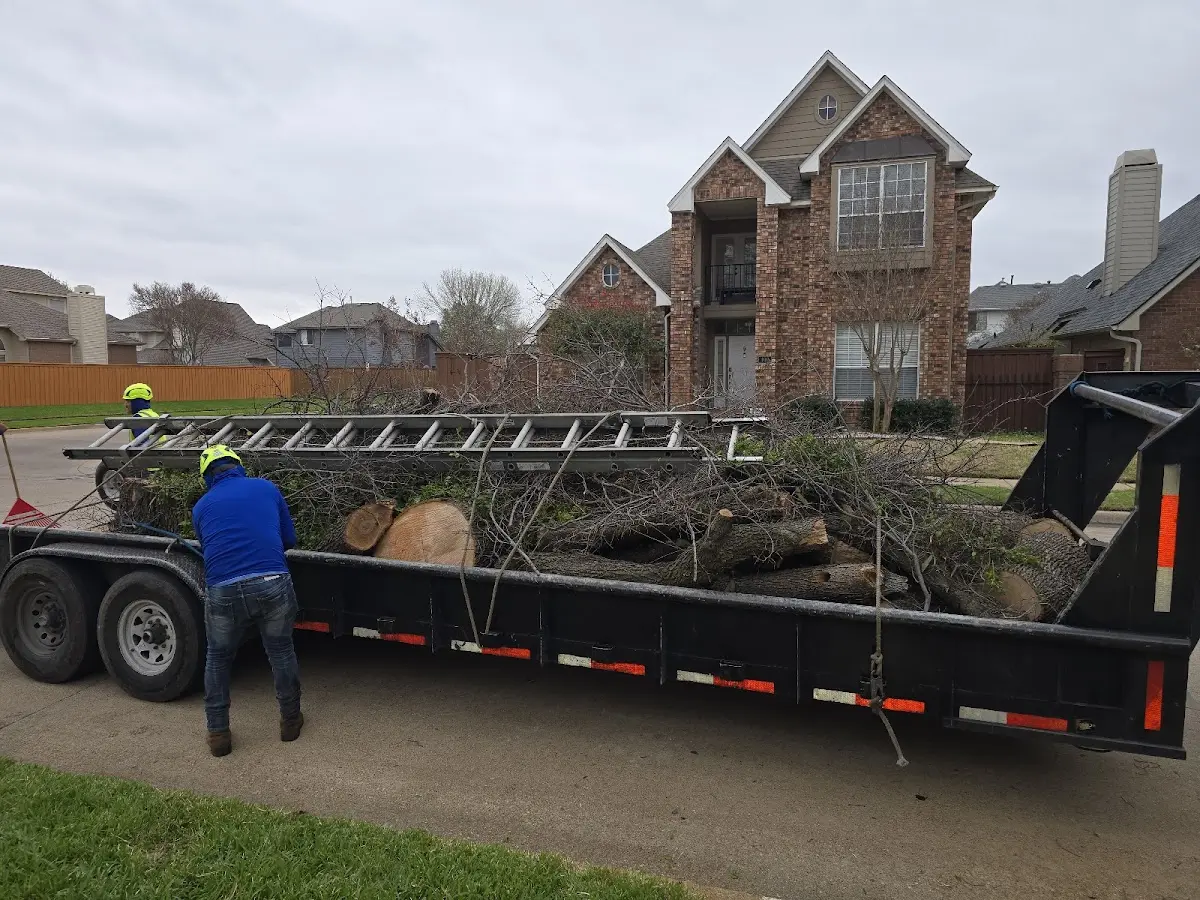 Expert Tree Pest Control with proper safety equipment in Bastian